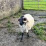 Mayo Blackfaced Ram Image 6
