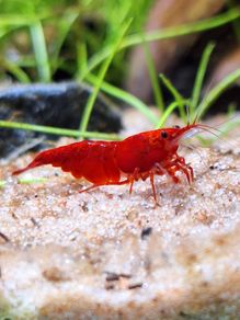 Shrimp and moss
