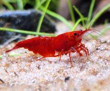Shrimp and moss