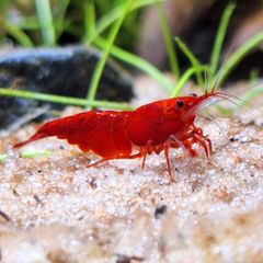 Shrimp and moss
