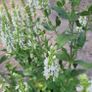 mature plant bundle Image 7