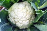 (C) Cauliflower Goodman seeds (30s) (122530)