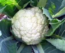 (C) Cauliflower Goodman seeds (30s) (122530)