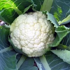 (C) Cauliflower Goodman seeds (30s) (122530)