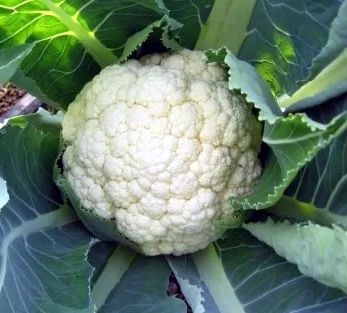 (C) Cauliflower Goodman seeds (30s) (122530)