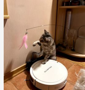Cat Toy