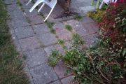 FREE coloured concrete pavers