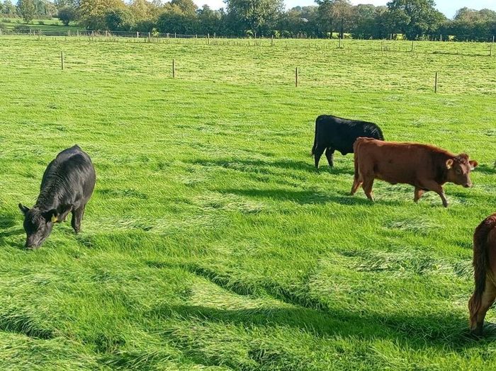 Dexter heifers and bulls