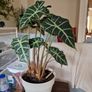 indoor plant Alocasia polly Image 2