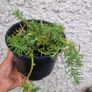 succulent Image 2