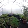 Polytunnel Greenhouse Image 3