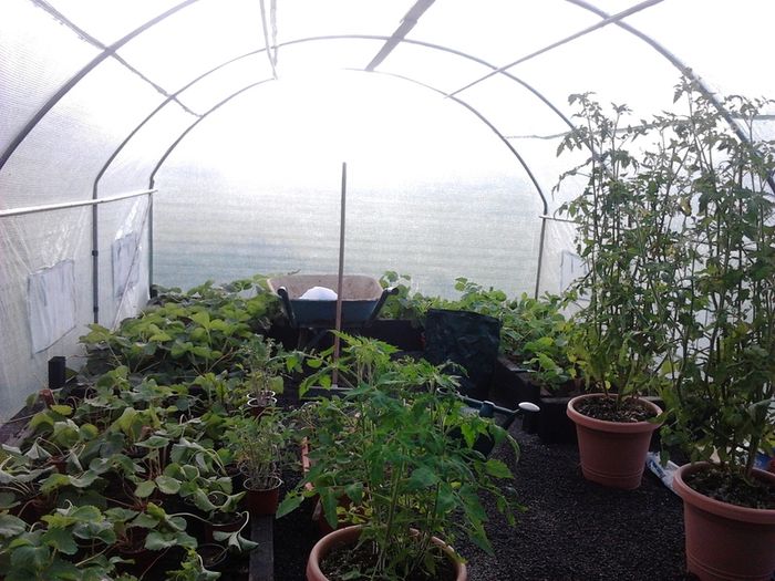 Polytunnel 4m X 2m Greenhouse