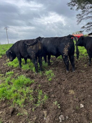 Angus bulls