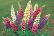 Lupin seeds