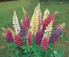 Lupin seeds