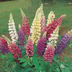 Lupin seeds