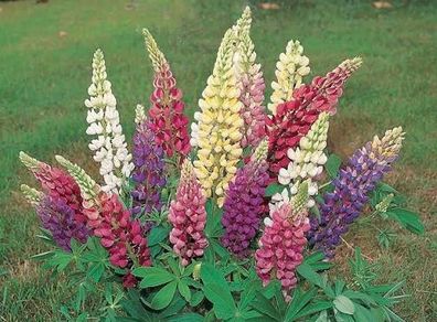 Lupin seeds