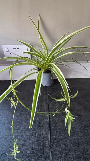 Spider Plants