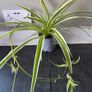 Spider Plant's Image 8