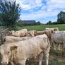 PBR Charolais bulls Image 4