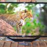 LG 43-inch 4K Ultra HD Smart TV Image 2