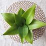 Beautiful Sansevieria Hahnii in decorative pot Image 4