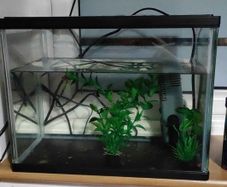 Small fish tank