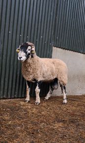 Swaledale rams