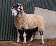 Swaledale rams