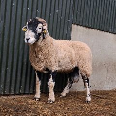 Swaledale rams
