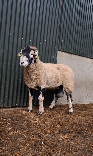 Swaledale rams