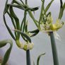 Walking Onions Image 2