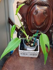 No.3 Monstera Burle Marx Flame