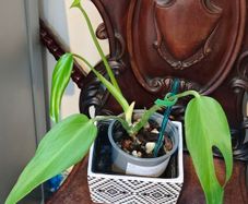 No.3 Monstera Burle Marx Flame