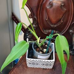 No.3 Monstera Burle Marx Flame