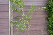 katsura tree, cercidiphyllum japonicum