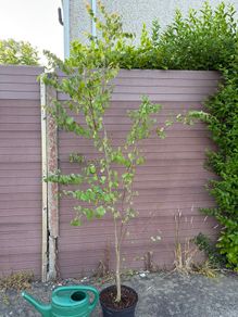 katsura tree, cercidiphyllum japonicum