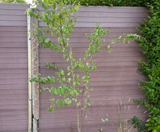 katsura tree, cercidiphyllum japonicum