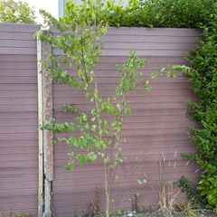 katsura tree, cercidiphyllum japonicum