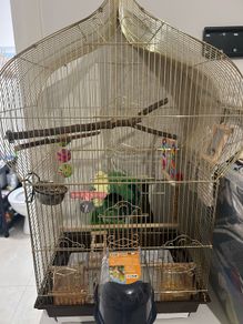 budgie cage