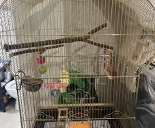 budgie cage