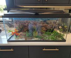 Ciano aquarium 80 lt