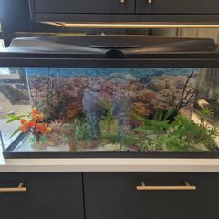 Ciano aquarium 80 lt