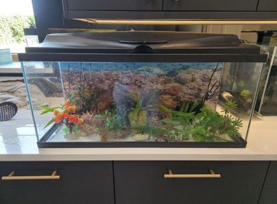 Ciano aquarium 80 lt