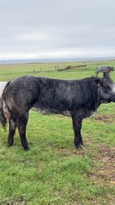 Show/breeding heifer