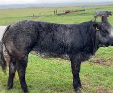 Show/breeding heifer