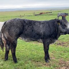 Show/breeding heifer