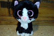 Small cat teddy
