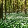 (R) Ramsons Wild Garlic seeds 0.2g (40s) Perennial (220250) Image 2