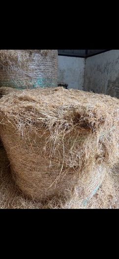 Hay